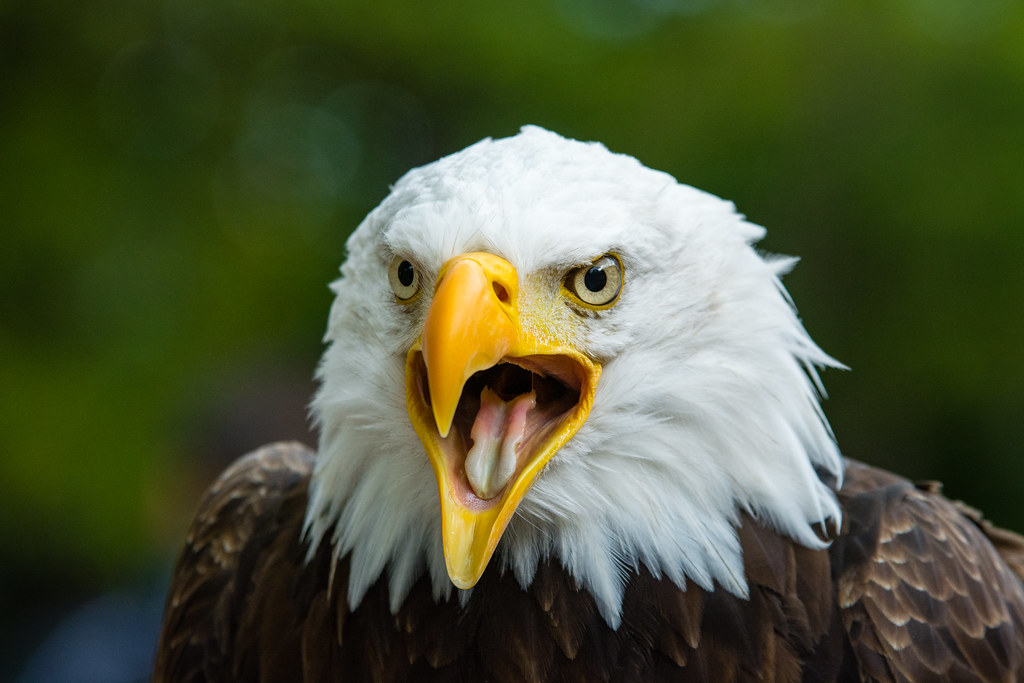 They're Actually Not Bald at All (image credits: flickr)