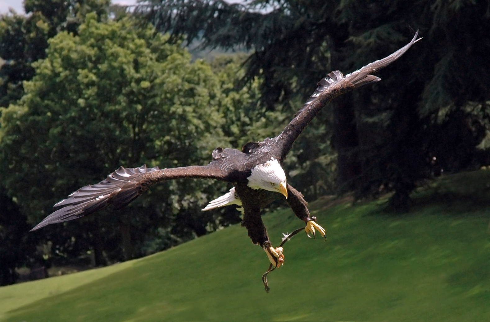 They're Massive Birds With Impressive Wingspans (image credits: By Robek, FAL, https://commons.wikimedia.org/w/index.php?curid=2466252)