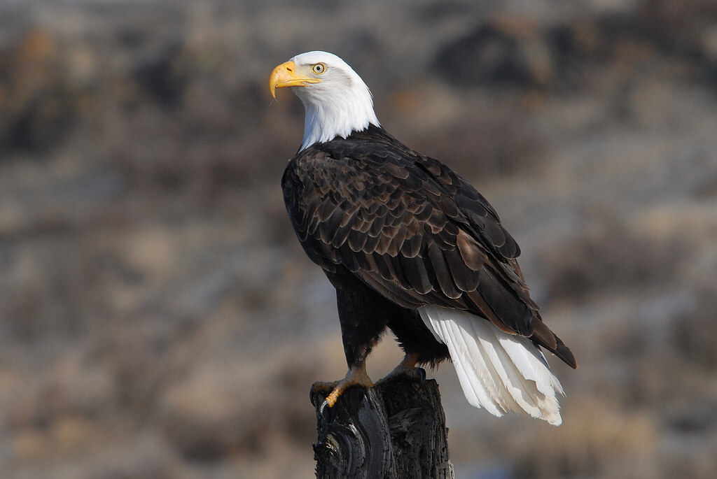 They Nearly Went Extinct (image credits: flickr)