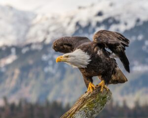 Celebrate Independence Day With 10 Facts About the Bald Eagle, America's National Bird