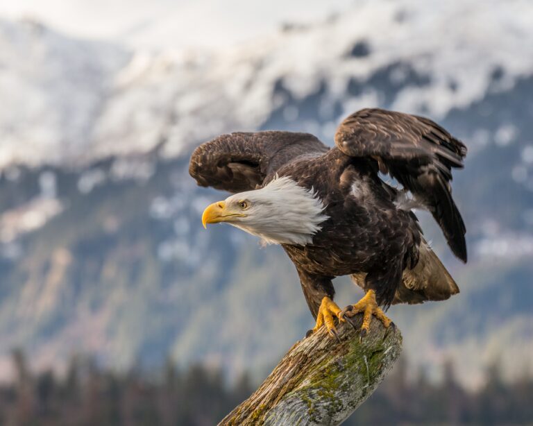 Celebrate Independence Day With 10 Facts About the Bald Eagle, America's National Bird