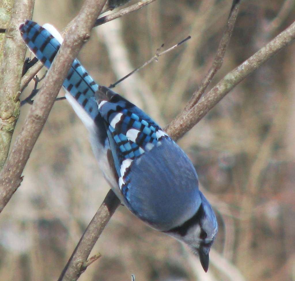 They're Nest Robbers and Egg Thieves (image credits: flickr)