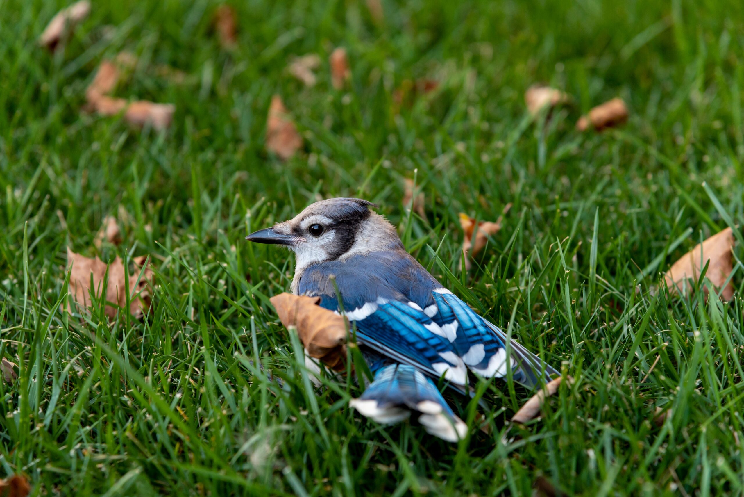 They're Surprisingly Intelligent and Persistent (image credits: wikimedia)