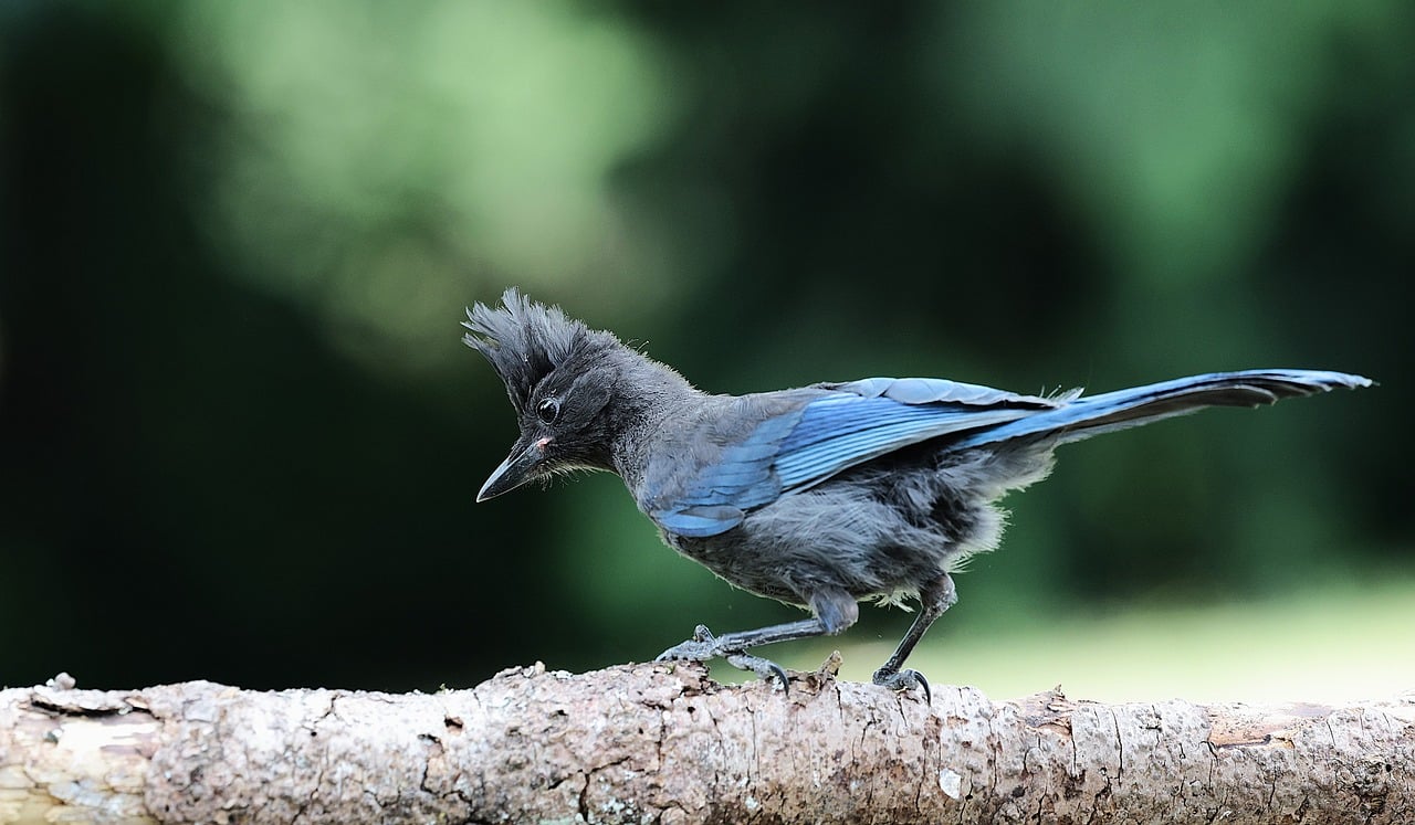 They Can Carry and Spread Diseases (image credits: pixabay)