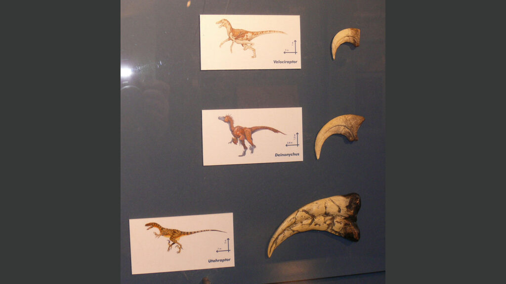 Claw size comparison display of Velociraptor, Deinonychus, and Utahraptor