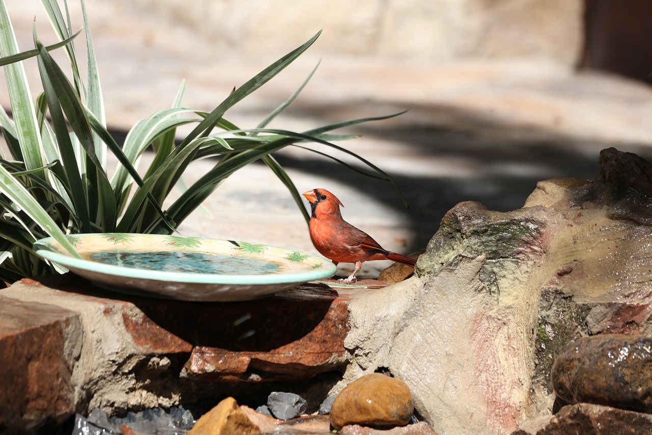 Creating a Bird-Safe Garden Alternative (image credits: Image by George Via Pixabay)