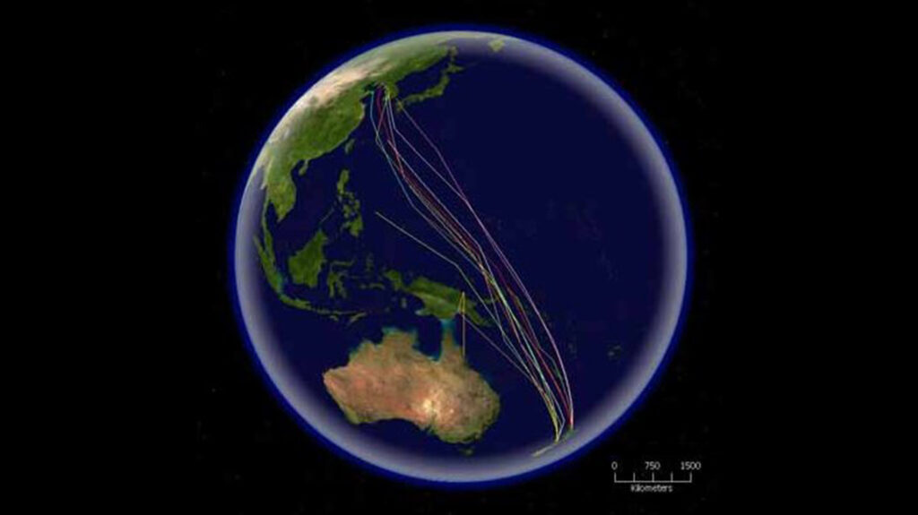 Routes of satellite tagged bar-tailed godwits migrating north from New Zealand to Korea and China
