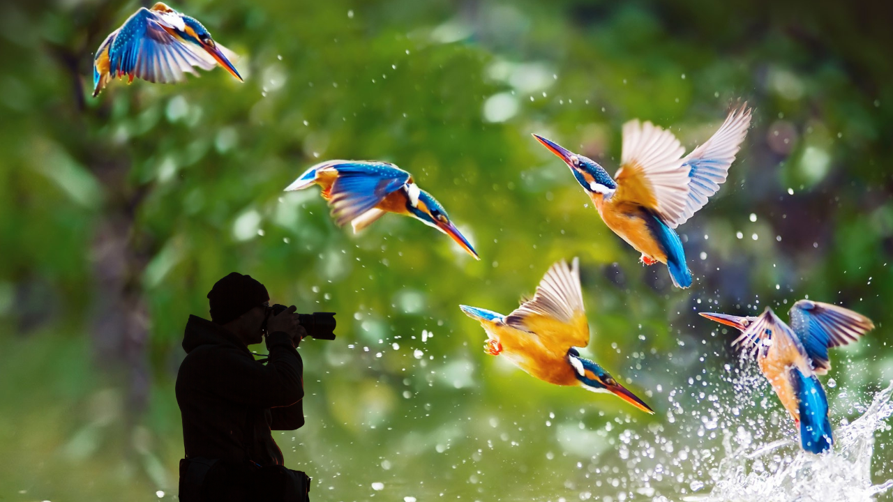 The Best Camera Settings for Bird Photography