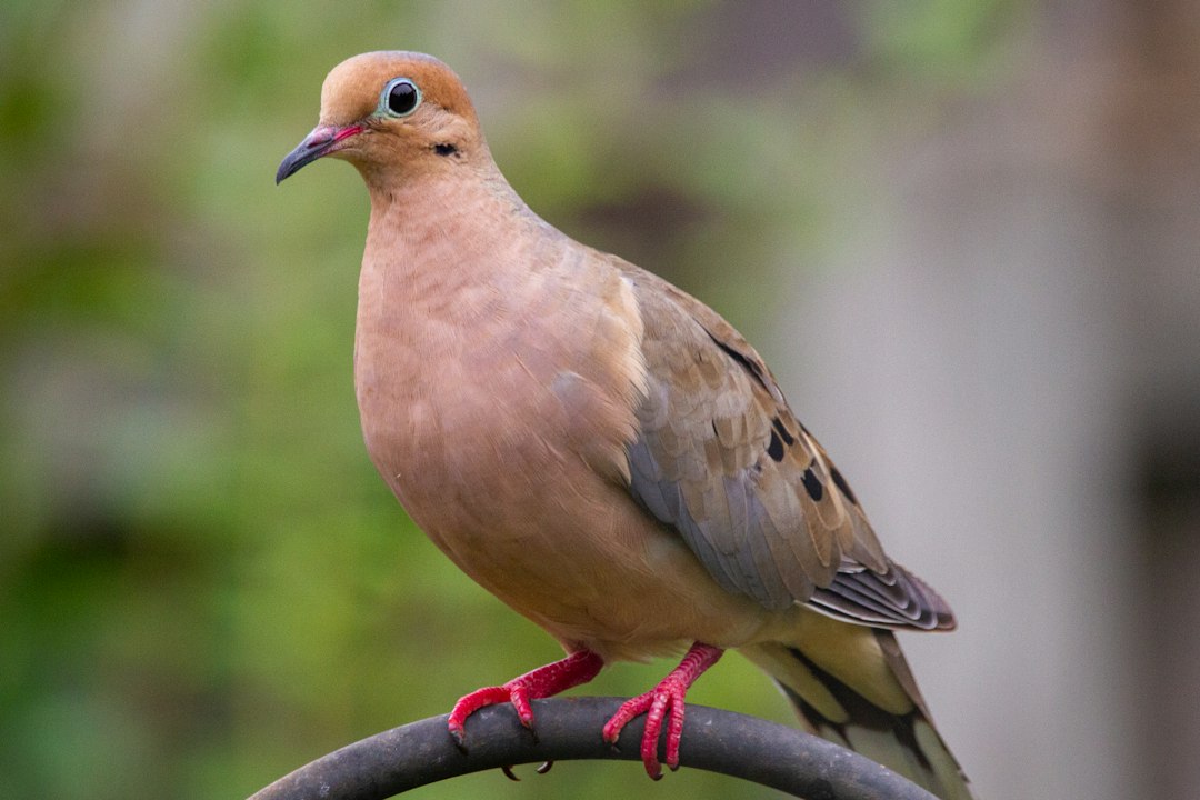 Taurus (April 20 – May 20): The Mourning Dove (Image Credits: Unsplash)