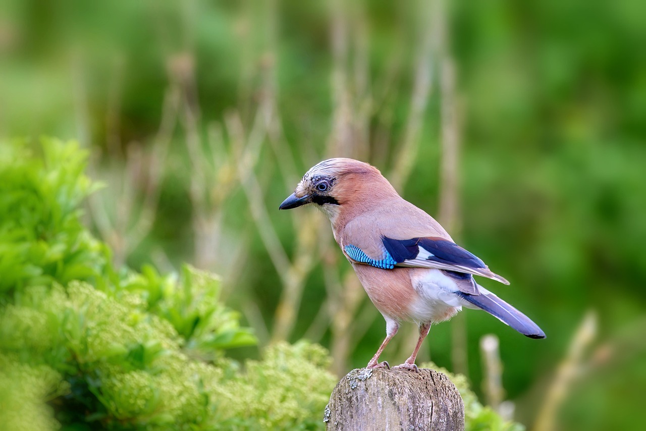 Gemini (May 21 – June 20): The Blue Jay (Image Credits: Pixabay)
