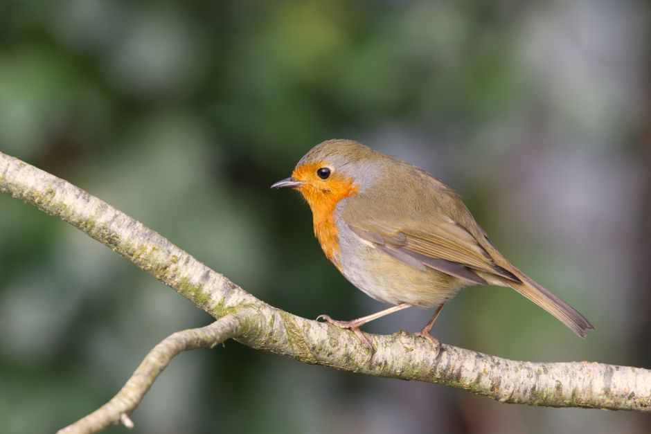 Cancer (June 21 – July 22): The Robin (Image Credits: Pexels)