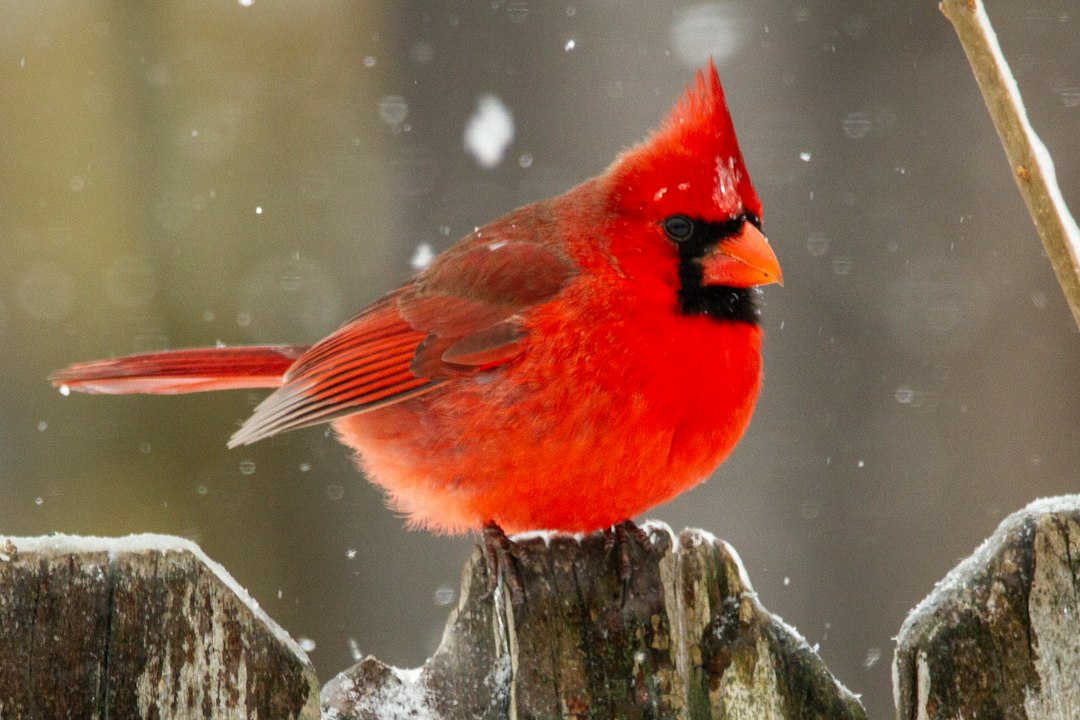 Leo (July 23 – August 22): The Northern Cardinal (Image Credits: Unsplash)