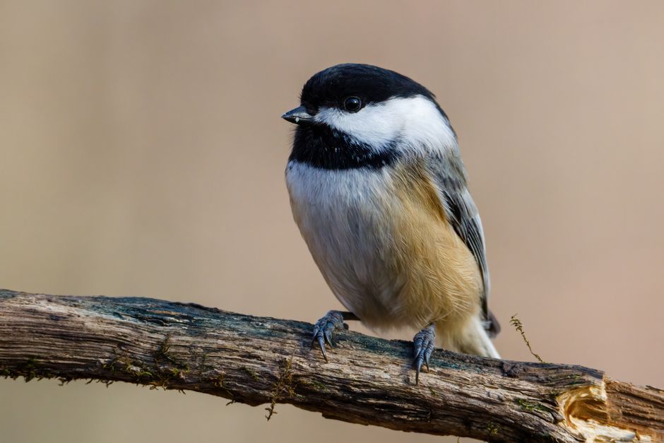 Virgo (August 23 – September 22): The Black-Capped Chickadee (Image Credits: Pexels)