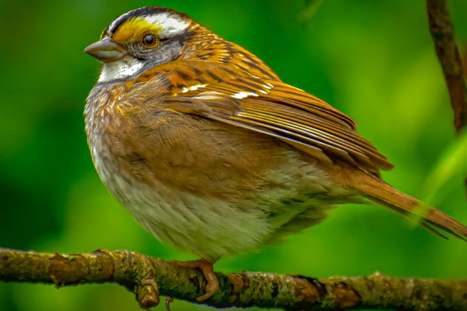 Libra (September 23 – October 22): The Mourning Dove's Twin - The White-Throated Sparrow (Image Credits: Pexels)