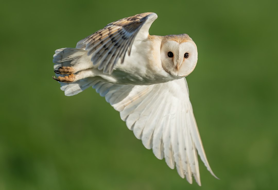 Scorpio (October 23 – November 21): The Barn Owl (Image Credits: Unsplash)