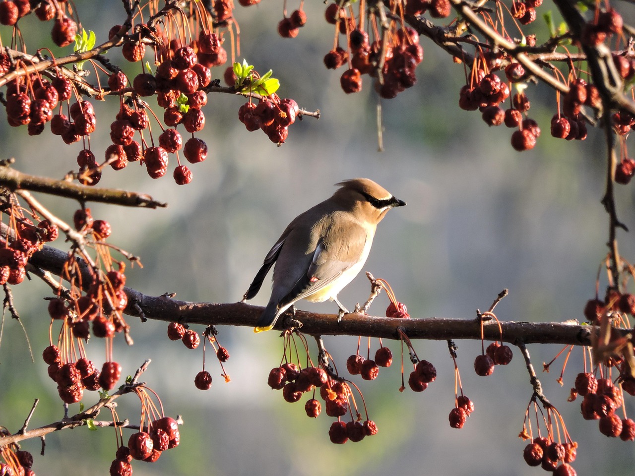 Sagittarius (November 22 – December 21): The Cedar Waxwing (Image Credits: Pixabay)