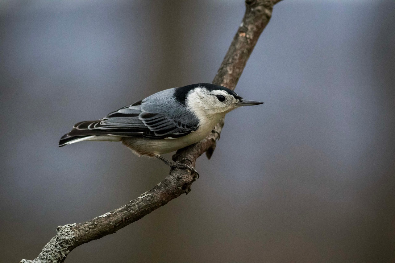 Capricorn (December 22 – January 19): The White-Breasted Nuthatch (Image Credits: Pixabay)