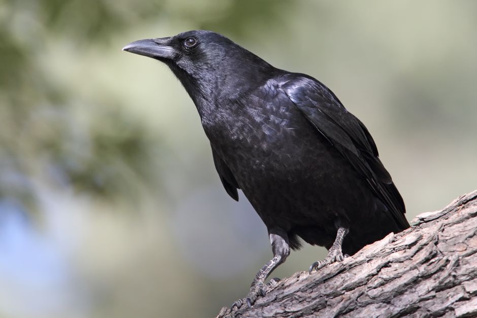 Aquarius (January 20 – February 18): The Crow (Image Credits: Pexels)