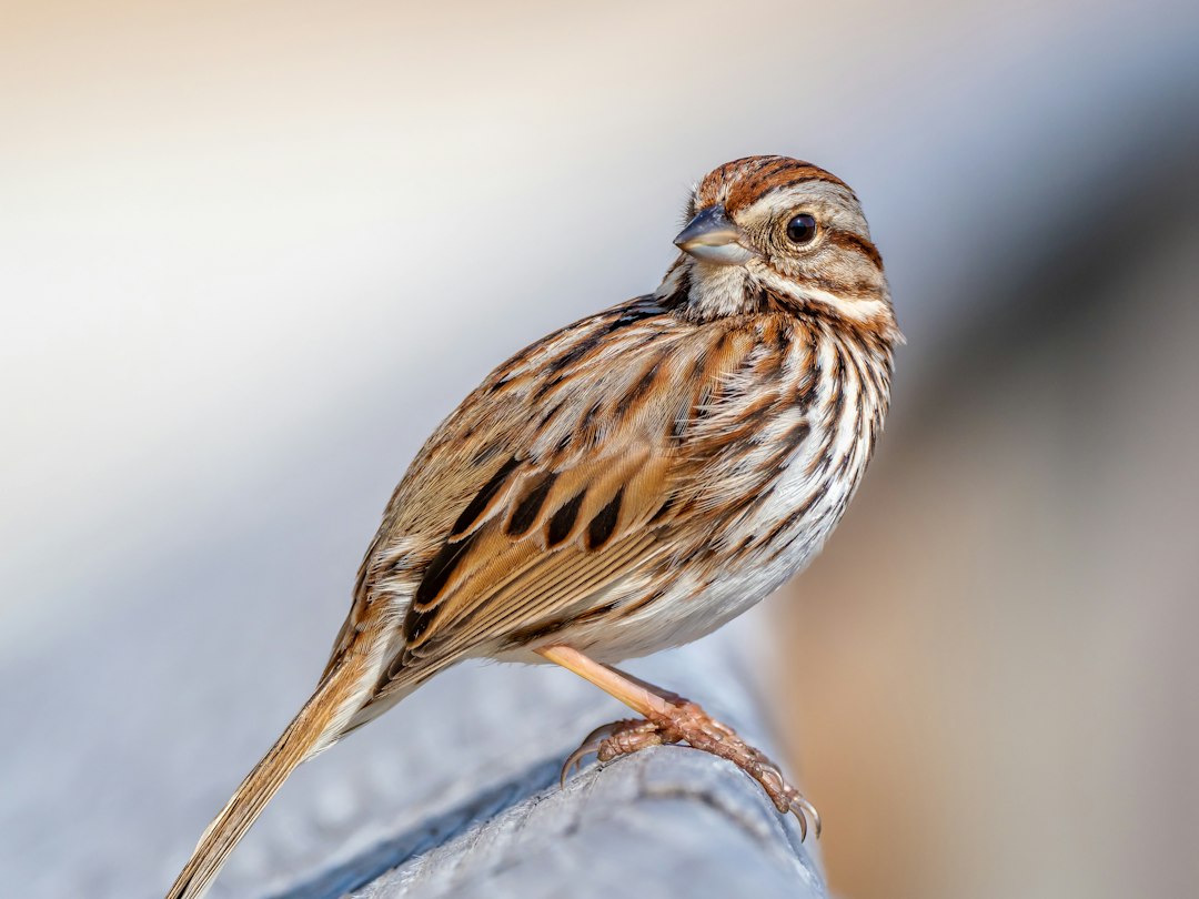 Pisces (February 19 – March 20): The Song Sparrow (Image Credits: Unsplash)